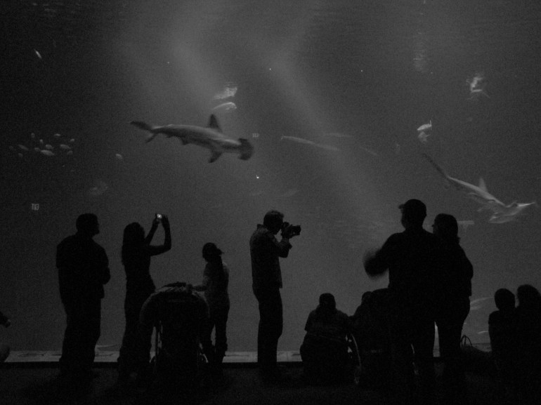 Monterey Bay Aquarium
