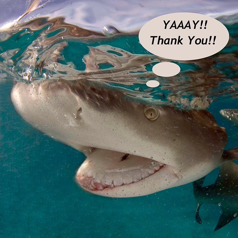 IF SHARKS COULD TALK..THEY'D BE SAYING THANK YOU!
