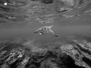 hawksbill sea turtle, ocean, puerto rico, rincon, steps beach