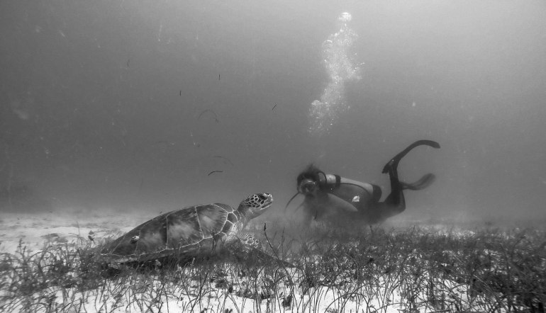 Chanel Hason and Sea Turtle