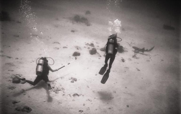 Desecheo Island, Puerto Rico, Scuba Divers, Nurse Shark